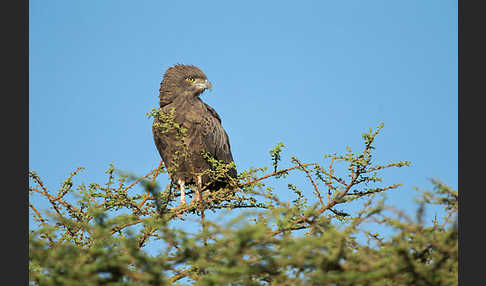 Einfarb-Schlangenadler (Circaetus cinereus)