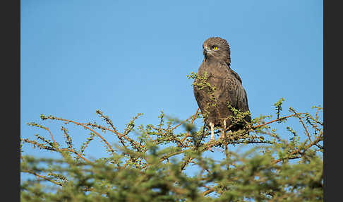 Einfarb-Schlangenadler (Circaetus cinereus)