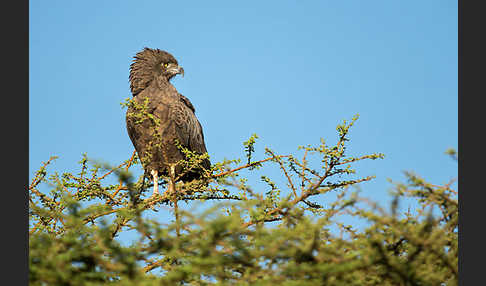 Einfarb-Schlangenadler (Circaetus cinereus)