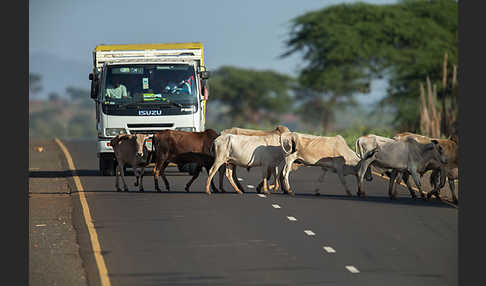 Zebu (Bos primigenius indicus)