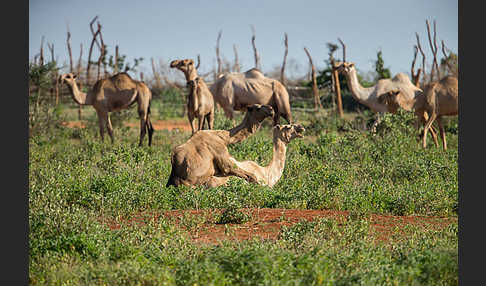 Dromedar (Camelus dromedarius)