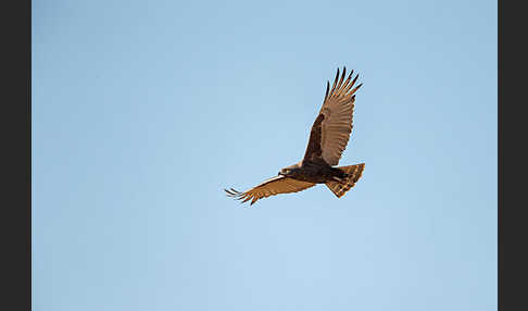 Einfarb-Schlangenadler (Circaetus cinereus)