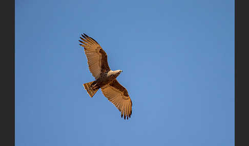 Einfarb-Schlangenadler (Circaetus cinereus)