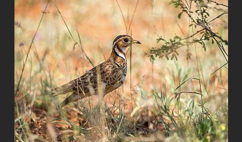 Bindenrennvogel (Rhinoptilus cinctus)