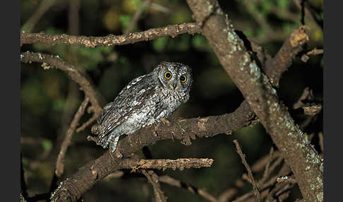 Afrikanische Zwergohreule (Otus senegalensis)