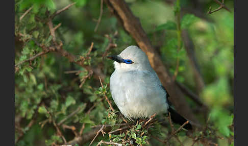 Akazienhäher (Zavattariornis stresemanni)