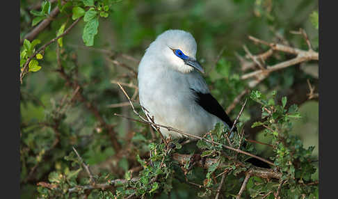 Akazienhäher (Zavattariornis stresemanni)