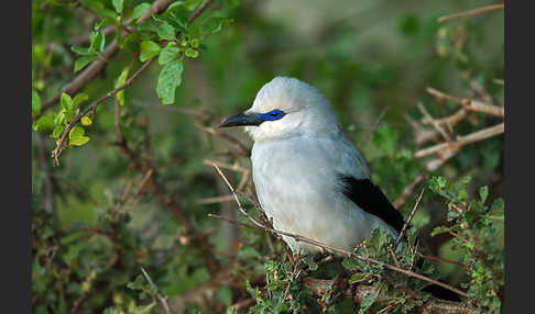 Akazienhäher (Zavattariornis stresemanni)