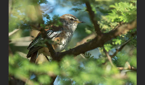 Weißbrauen-Heckensänger (Cercotrichas leucophrys)