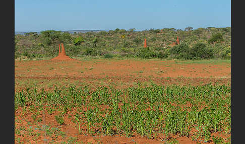 Aethiopien (Ethiopia)