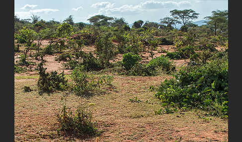 Aethiopien (Ethiopia)