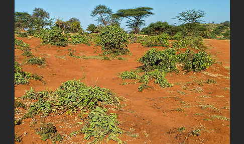 Aethiopien (Ethiopia)