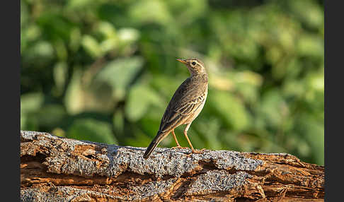 Zimtspornpieper (Anthus cinnamomeus)