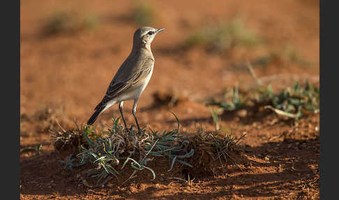 Isabellsteinschmätzer (Oenanthe isabellina)