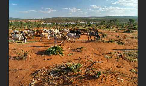 Zebu (Bos primigenius indicus)