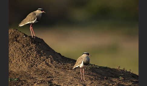 Kronenkiebitz (Vanellus coronatus)