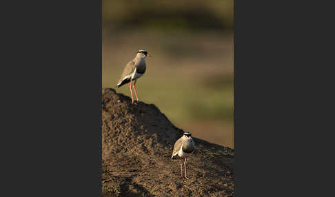 Kronenkiebitz (Vanellus coronatus)