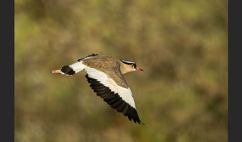 Kronenkiebitz (Vanellus coronatus)