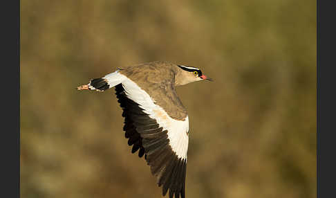 Kronenkiebitz (Vanellus coronatus)