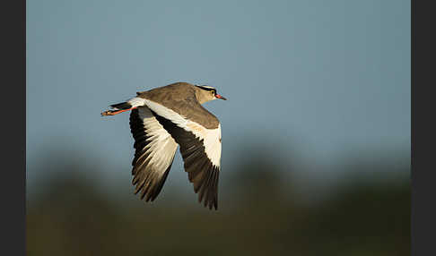 Kronenkiebitz (Vanellus coronatus)