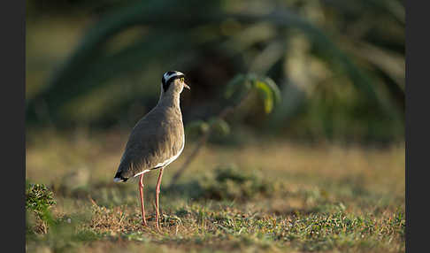 Kronenkiebitz (Vanellus coronatus)