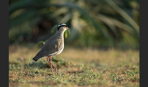 Kronenkiebitz (Vanellus coronatus)