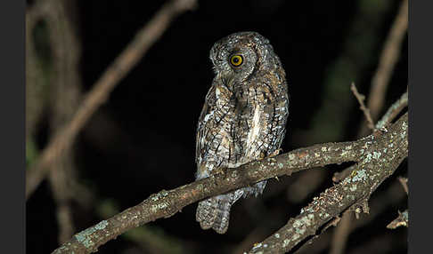 Afrikanische Zwergohreule (Otus senegalensis)