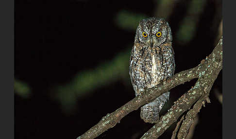 Afrikanische Zwergohreule (Otus senegalensis)