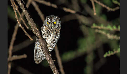 Afrikanische Zwergohreule (Otus senegalensis)