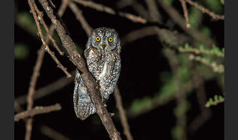 Afrikanische Zwergohreule (Otus senegalensis)