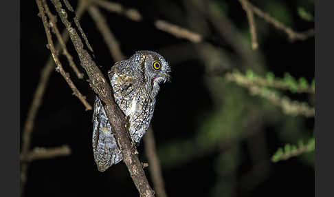 Afrikanische Zwergohreule (Otus senegalensis)