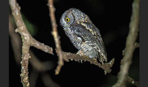 Afrikanische Zwergohreule (Otus senegalensis)