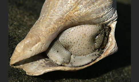 Einsiedlerkrebs (Coenobita scaevola)