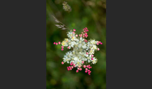 Kleines Mädesüß (Filipendula vulgaris)