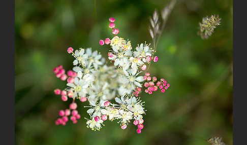 Kleines Mädesüß (Filipendula vulgaris)