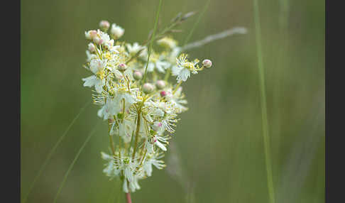 Kleines Mädesüß (Filipendula vulgaris)