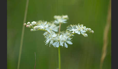 Kleines Mädesüß (Filipendula vulgaris)