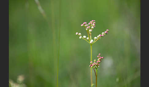 Kleines Mädesüß (Filipendula vulgaris)