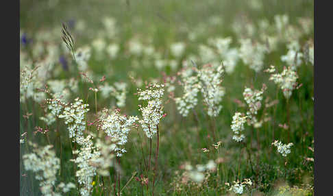 Kleines Mädesüß (Filipendula vulgaris)