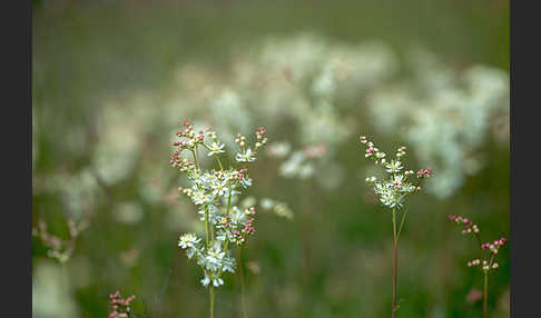 Kleines Mädesüß (Filipendula vulgaris)