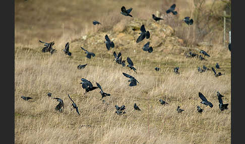 Dohle (Corvus monedula)