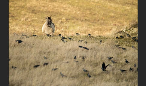 Konik (Equus caballus sspec.)