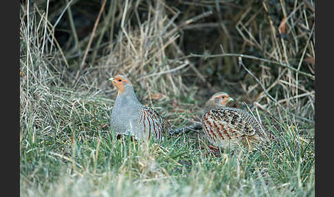 Rebhuhn (Perdix perdix)