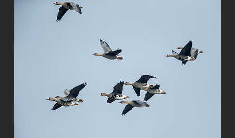 Tundrasaatgans (Anser fabalis rossicus)