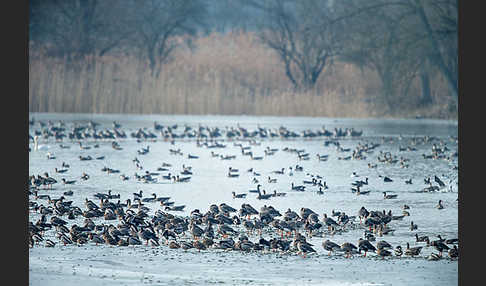 Tundrasaatgans (Anser fabalis rossicus)