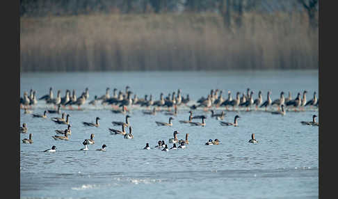 Tundrasaatgans (Anser fabalis rossicus)