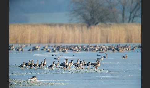 Tundrasaatgans (Anser fabalis rossicus)