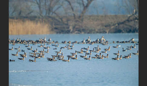 Tundrasaatgans (Anser fabalis rossicus)