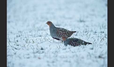 Rebhuhn (Perdix perdix)