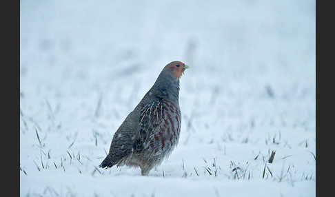 Rebhuhn (Perdix perdix)